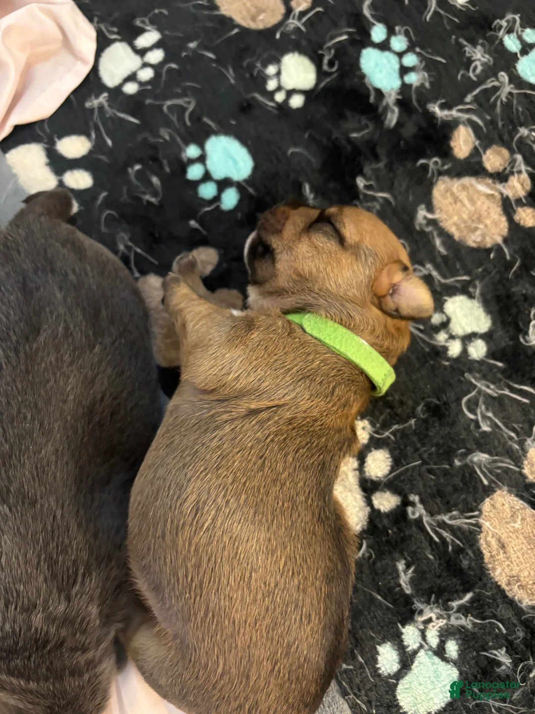 Mixed Breed dogs for sale: Saint - Ad 2