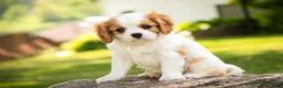 Cavalier King Charles Spaniel dogs for sale: Lars - Ad 3