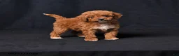 Toy Poodle dogs for sale: Clara - Ad 1