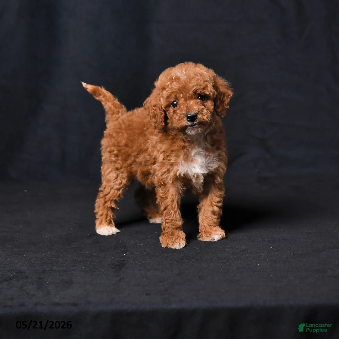 Toy Poodle dogs for sale: Clara - Ad 1