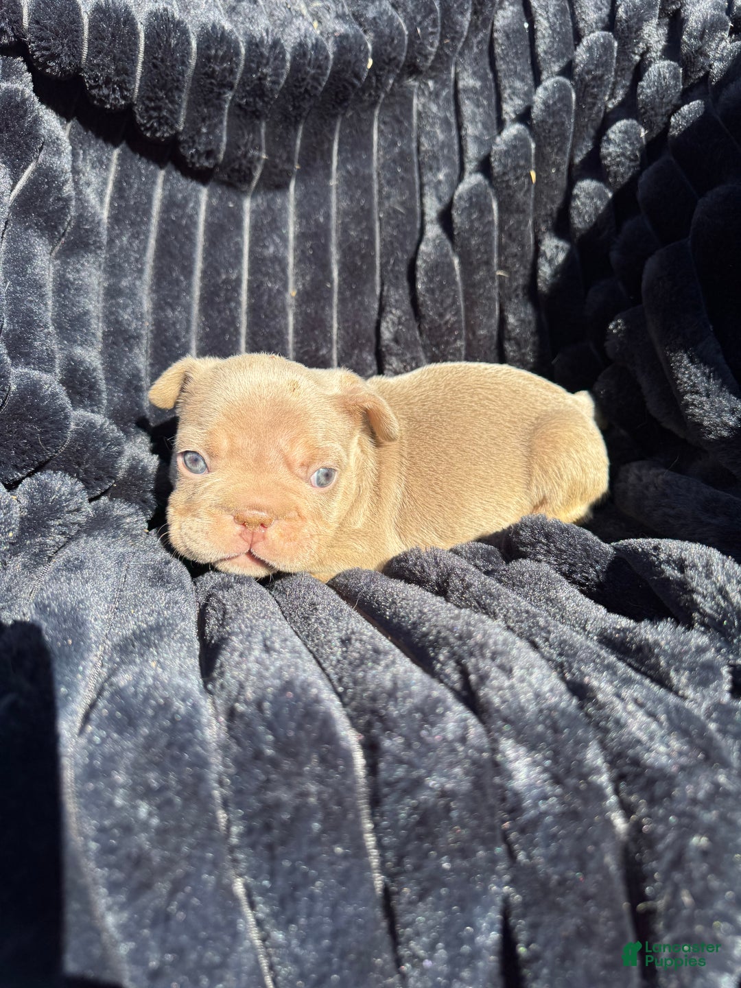 French Bulldog dogs for sale: French Bulldog Puppy 2 - Ad 8