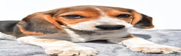 Beagle dogs for sale: Mike - Ad 5