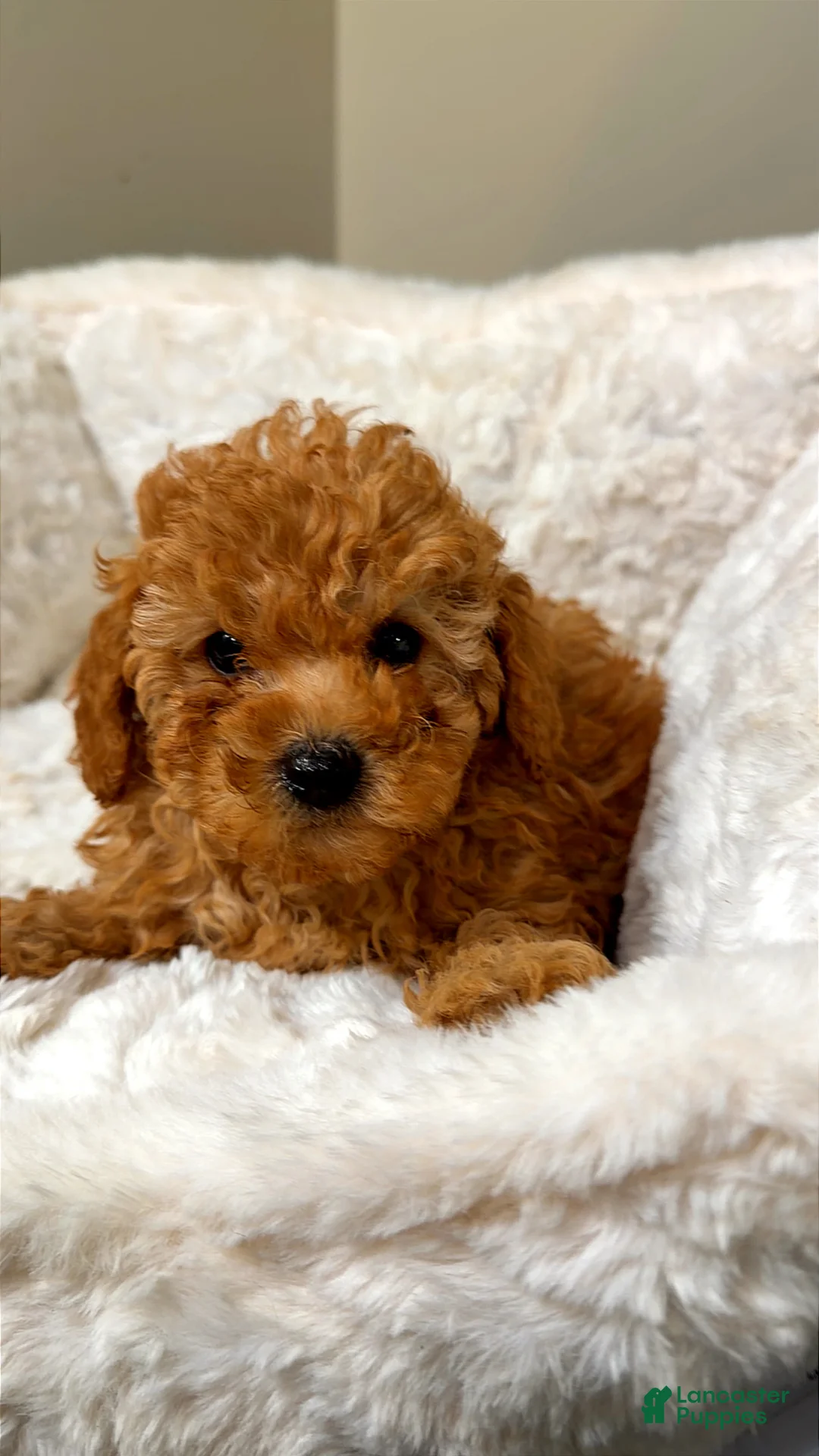 Toy Poodle dogs for sale: Louie  - Ad 1