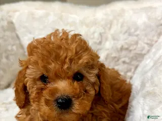 Toy Poodle dogs Louie - Ad 15
