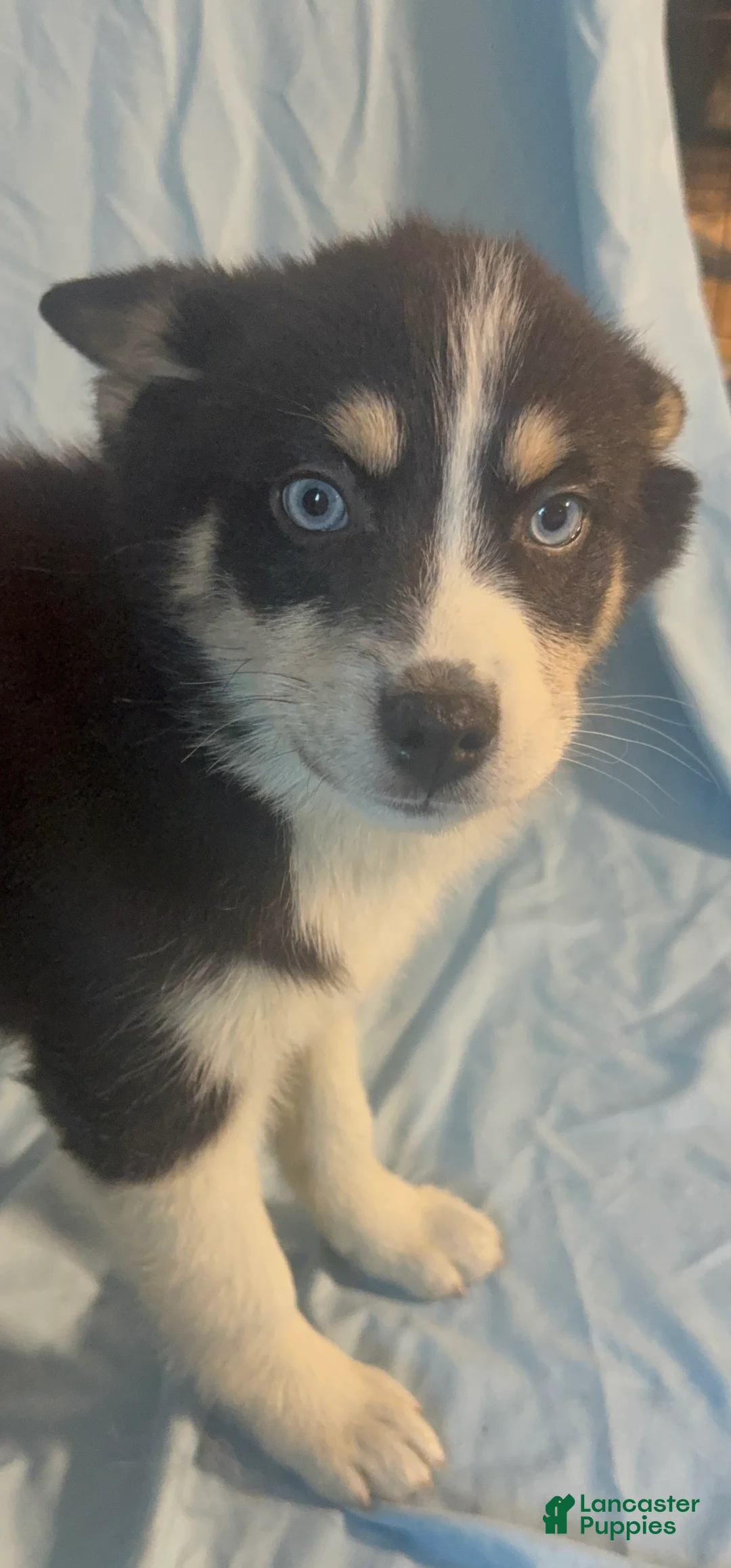 Mixed Breed dogs for sale: Nick - Ad 9