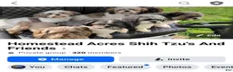 Shih Tzu dogs for sale: Camile - Ad 4