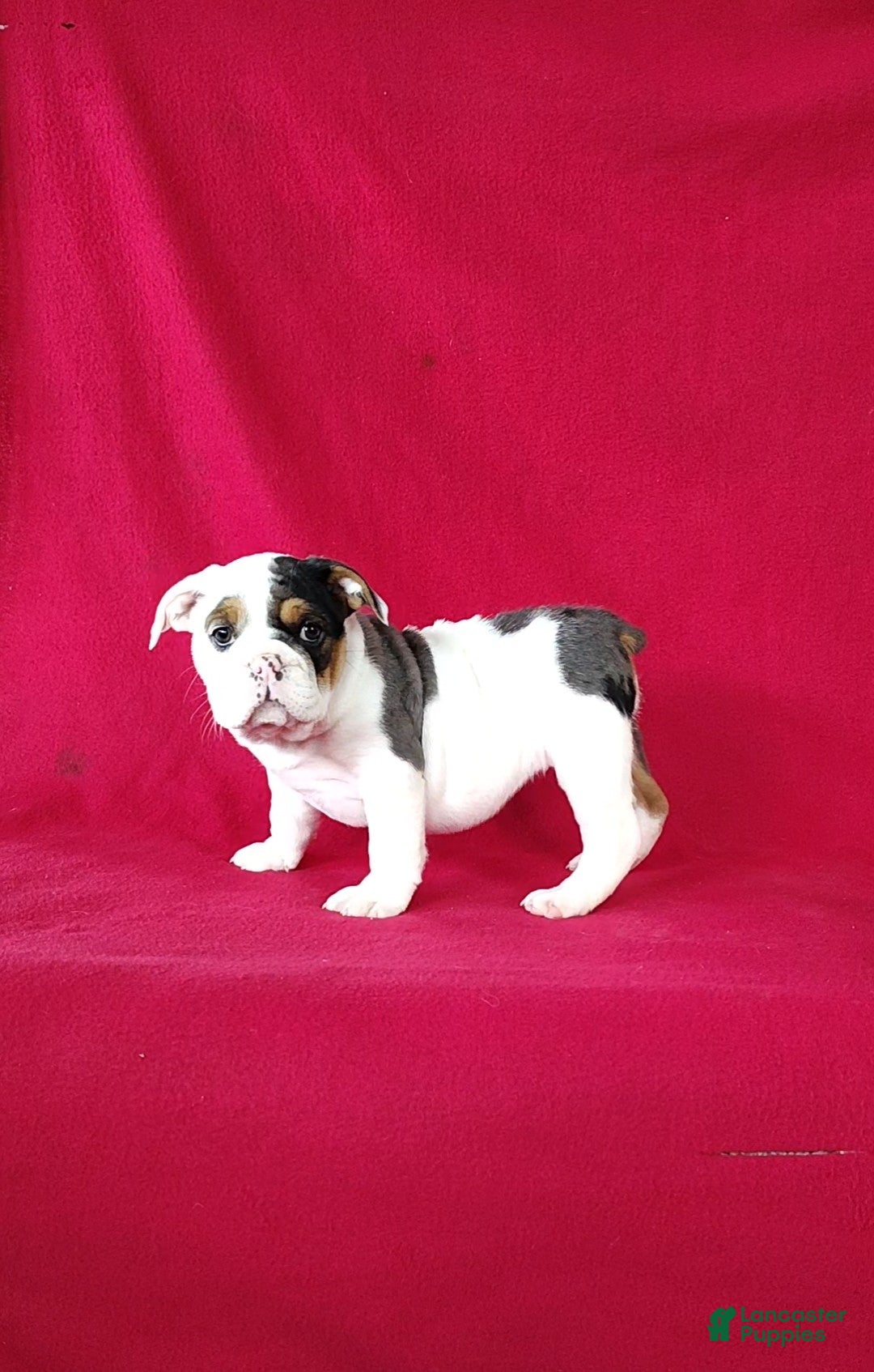 Beabull dogs Stacy - Ad 2