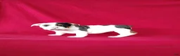 Beabull dogs for sale: Stacy - Ad 2