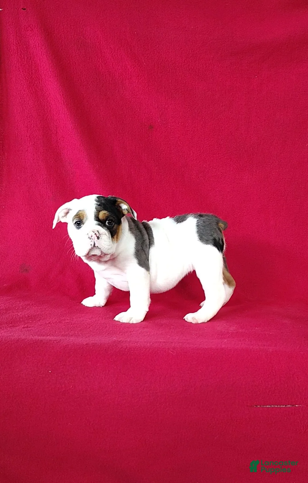 Beabull dogs for sale: Stacy - Ad 2