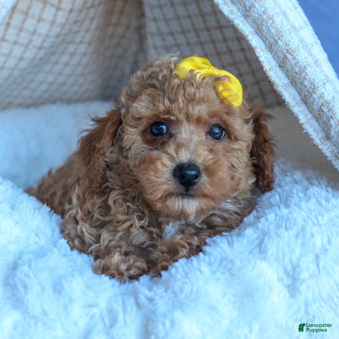 Miniature Poodle dogs for sale: LINSEY - Ad 6