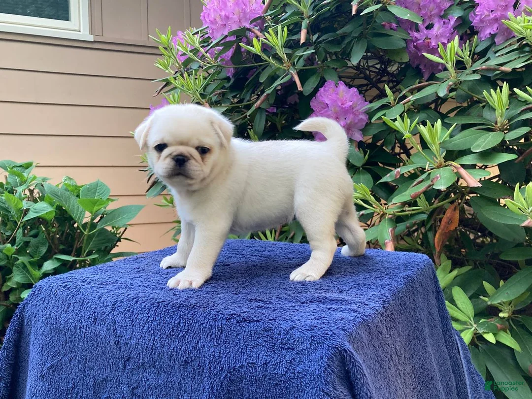 Pug dogs for sale: Snowball - Ad 2