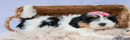 Teddy Bear dogs for sale: TINA - Ad 9