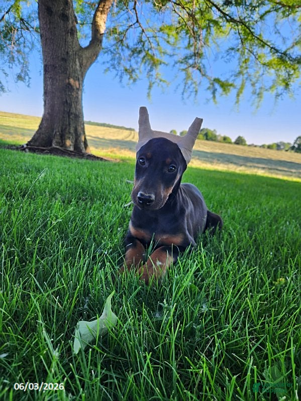 Doberman Pinscher dogs for sale: Ranger - Ad 3