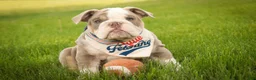 English Bulldog dogs for sale: Nate English Bulldog Puppy  - Ad 9