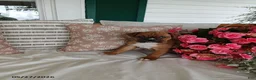 Boxer dogs for sale: Denalia - Ad 3