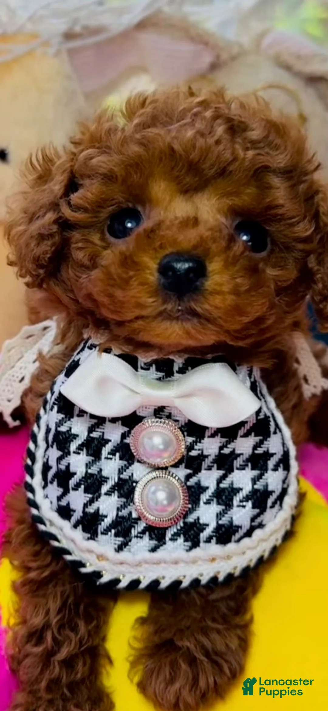 Toy Poodle dogs for sale: Toy Poodle Puppy 3 - Ad 2