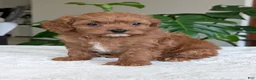 Cavapoo dogs for sale: Kylie - Ad 4