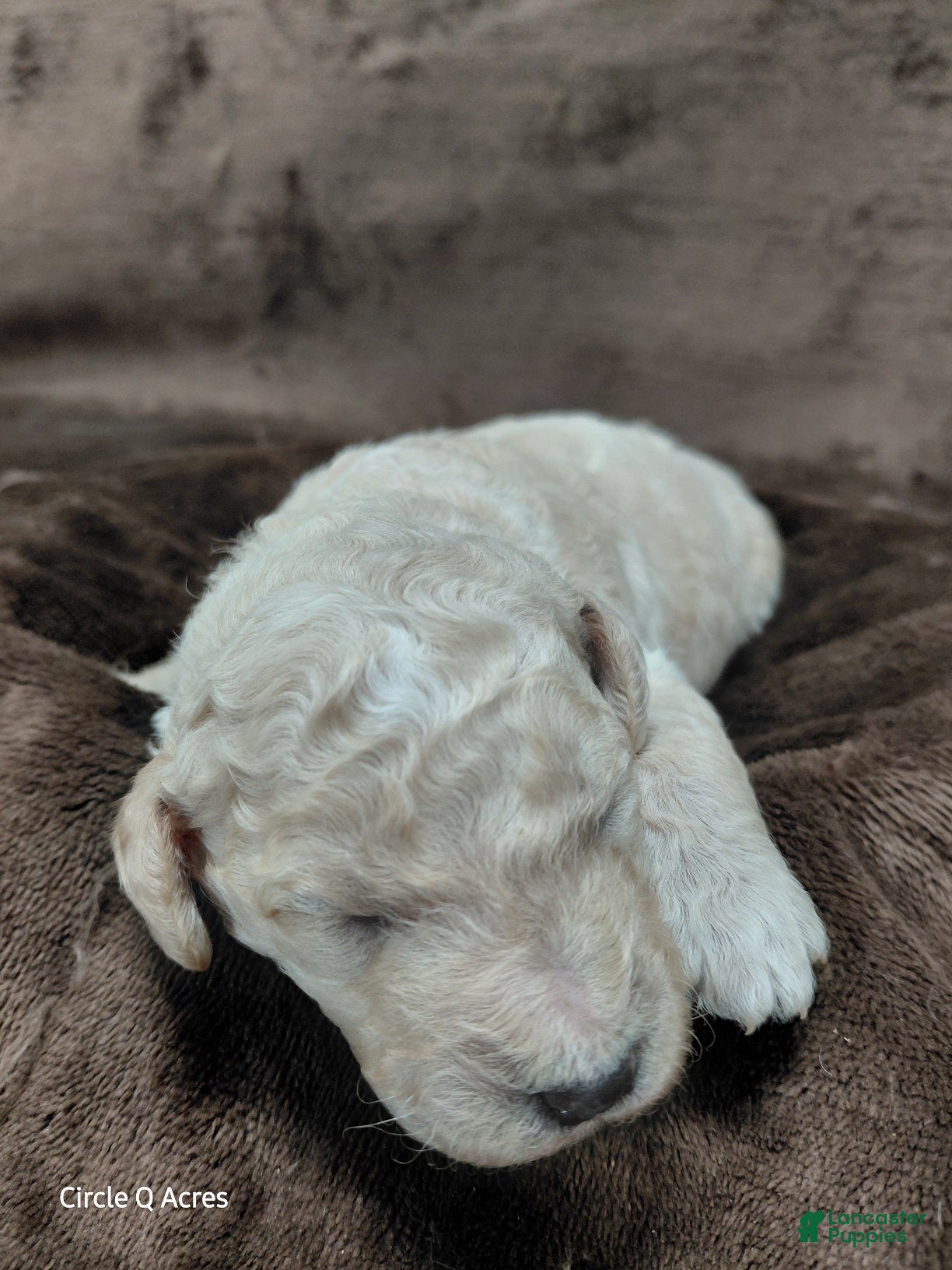 Mini Goldendoodle dogs Dexter - Ad 41