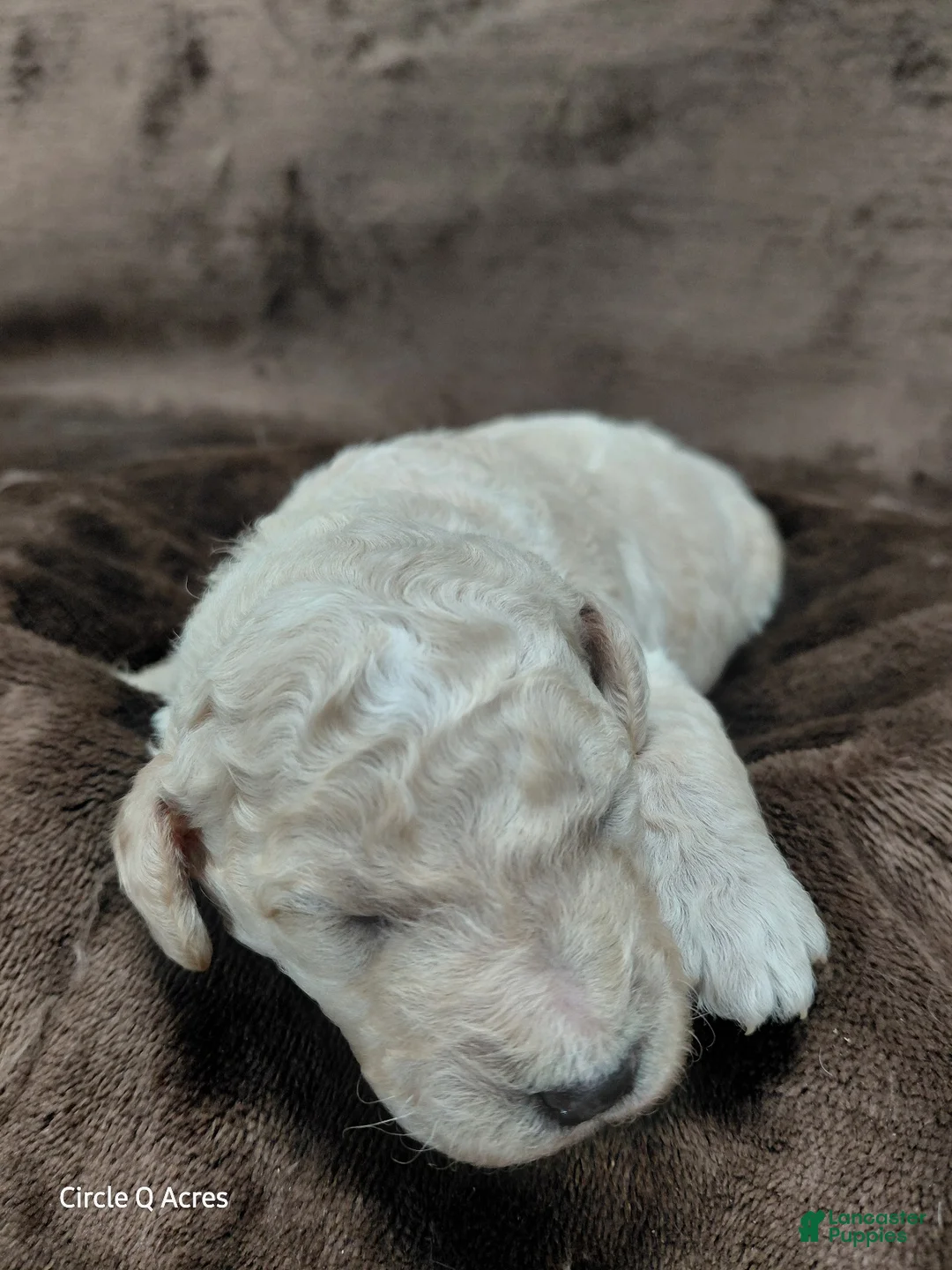 Mini Goldendoodle dogs for sale: Dexter - Ad 1
