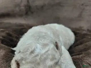 Mini Goldendoodle dogs Dexter - Ad 41