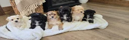 Mixed Breed dogs for sale: Sweetie Pie - Ad 3