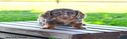 Miniature Dachshund dogs for sale: Shane - Ad 4
