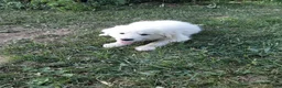 Great Pyrenees dogs for sale: Quincy - Ad 9