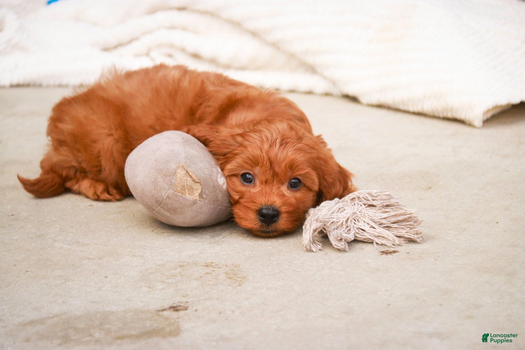 Cavapoo dogs for sale: Kash - Ad 5