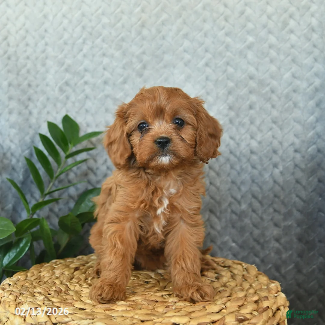 Cavapoo dogs for sale: Milo  - Ad 1