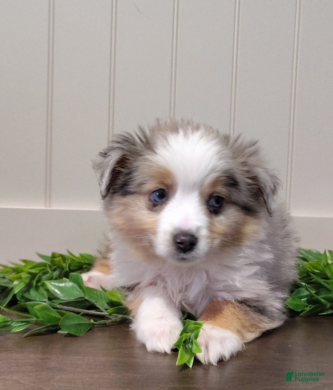 Toy Australian Shepherd dogs for sale: Chase  - Ad 5