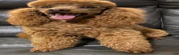 Cockapoo dogs for sale: Caprice - Ad 22