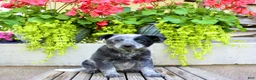 Australian Cattle Dog dogs for sale: Sadie - Ad 7