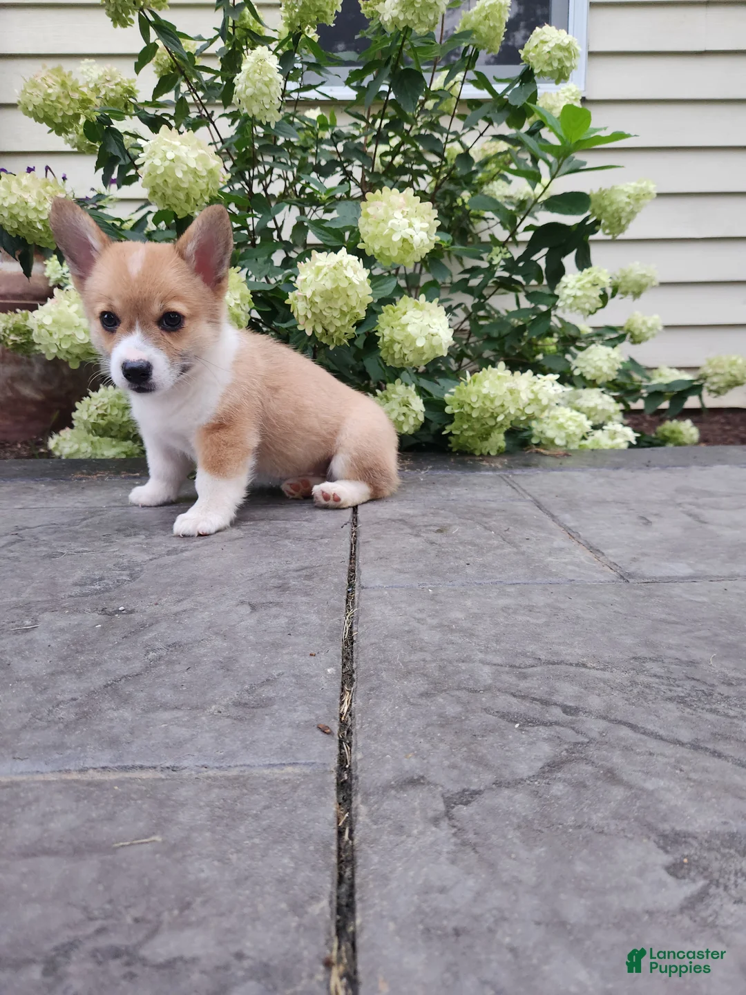 Welsh Corgi Pembroke dogs for sale: Welsh Corgi Pembroke 1 - Ad 7