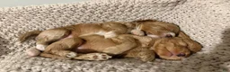 Cockapoo dogs for sale: Sirya - Ad 3
