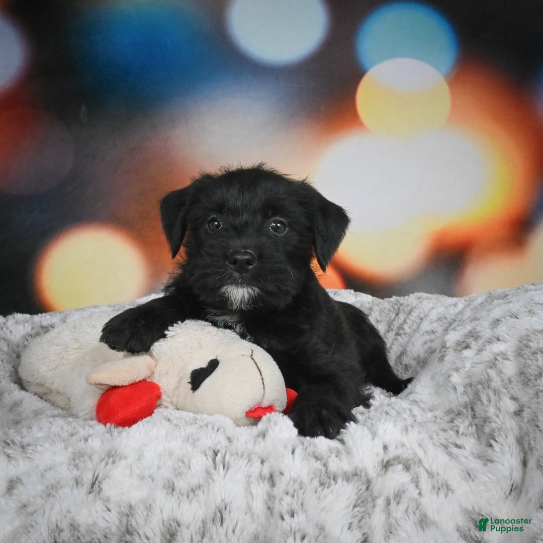 Mixed Breed dogs for sale: Randy - Ad 7