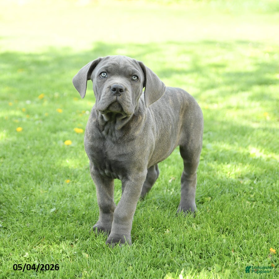 Cane Corso dogs Scout - Ad 1