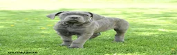 Cane Corso dogs for sale: Scout - Ad 1