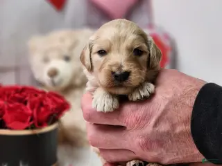 Goldendoodle dogs Boone - Ad 33