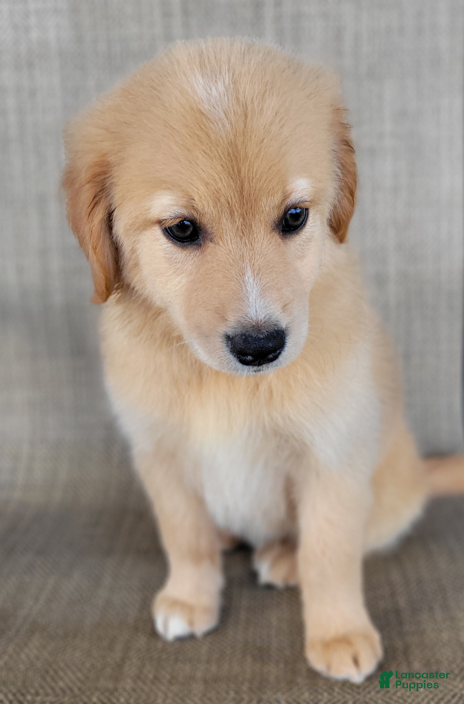 Australian Shepherd dogs Dollie - Ad 2