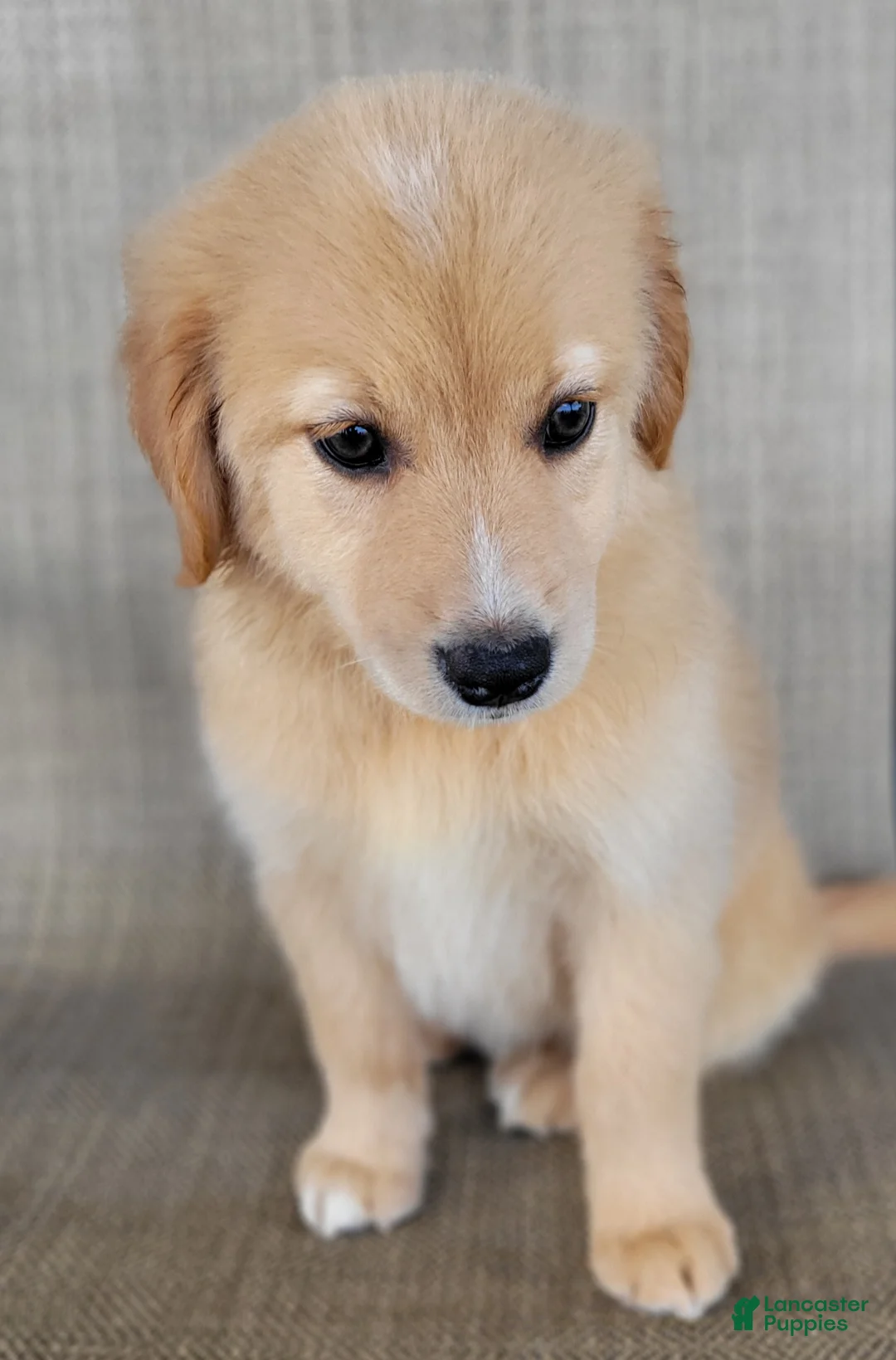 Australian Shepherd dogs for sale: Dollie - Ad 2