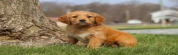 Golden Retriever dogs for sale: Iris - Ad 1