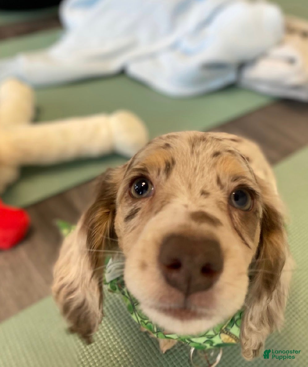 Miniature Dachshund dogs Finley - Ad 1