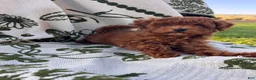 Toy Poodle dogs for sale: Sven - Ad 3