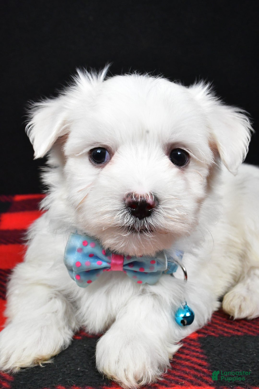Maltese dogs for sale: Mahomes - Ad 6