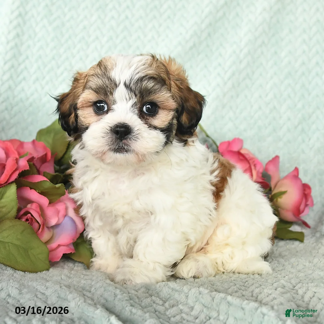 Teddy Bear dogs for sale: Jarad - Ad 2