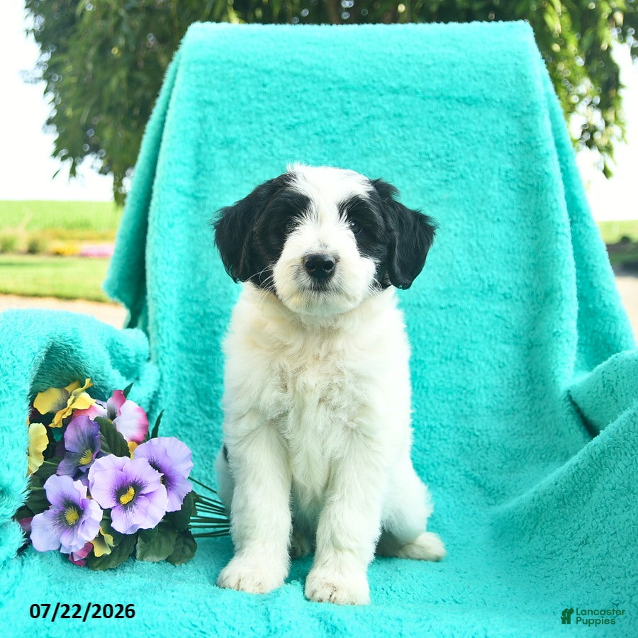 Bordoodle dogs Dapper  - Ad 1