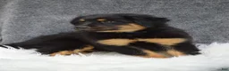 Mixed Breed dogs for sale: Socks - Ad 2