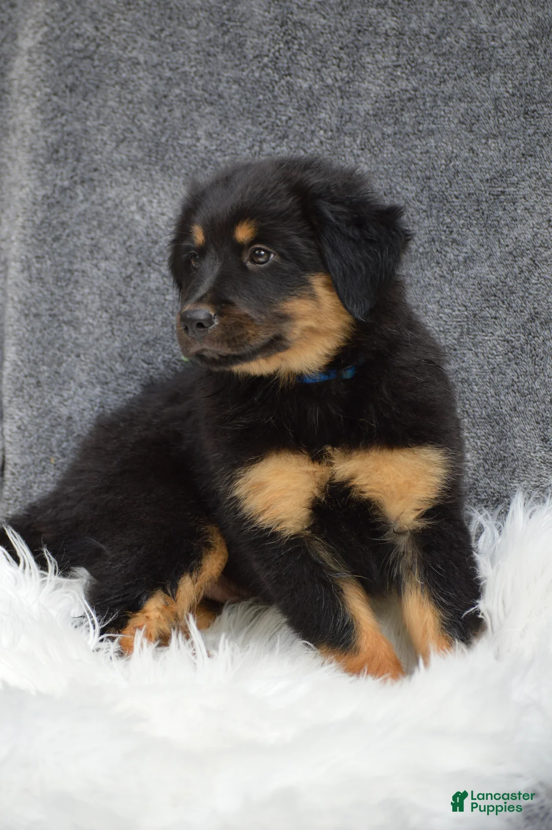 Mixed Breed dogs for sale: Socks - Ad 2
