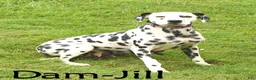 Dalmatian dogs for sale: Ringo - Ad 10