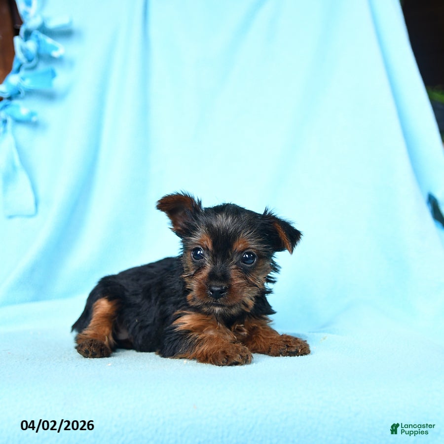 Yorkshire Terrier dogs Rosemary - Ad 2